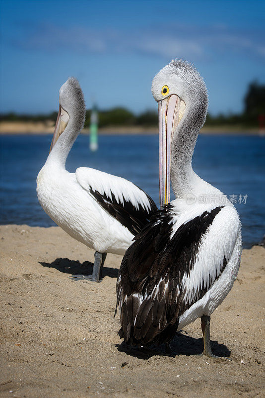 澳大利亚鹈鹕(Pelecanus anisoillatus)